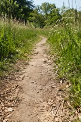 Obedient Footsteps on a Meadow Path