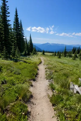 Obedient Footpath Through Peaceful Mountain Meadow