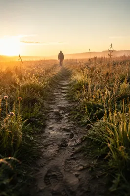 Obedient Footsteps Through Morning Meadow