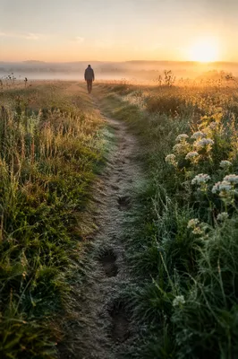 Obedient Footsteps Through Sunrise Meadow