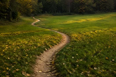 Obedient Footpath Through Quiet Meadow