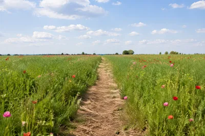 Obedient Footsteps Along a Meadow Path