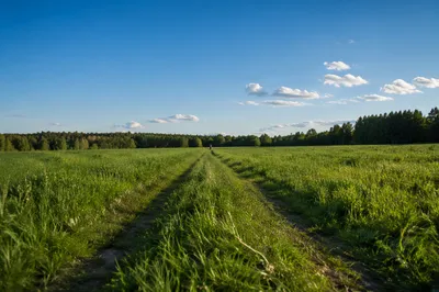 Obedient Footsteps Through a Meadow Path
