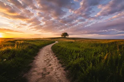 Footsteps of Obedience Through Meadow Path