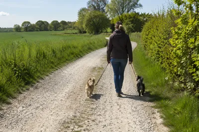 Obedient Footsteps on a Meadow Path