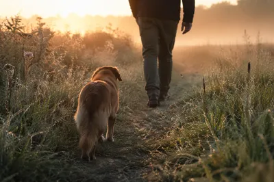 Faithful Dog Following Path Through Meadow