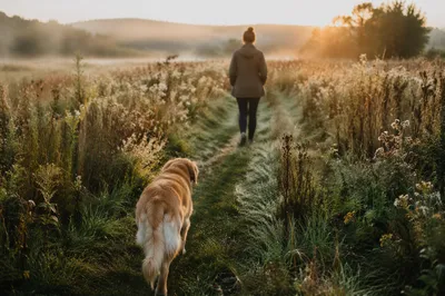 Obedient Dog Following Path at Sunrise