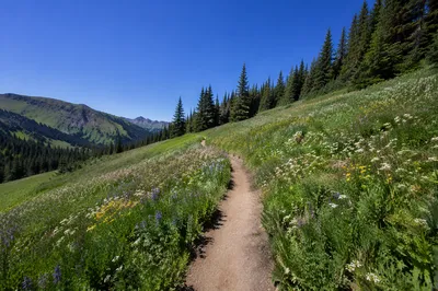 Obedient Footsteps Along Alpine Meadow Path