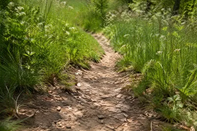 Quiet Footsteps Along a Meadow Path