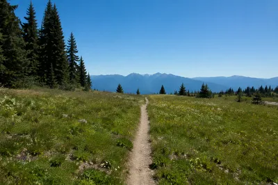 Obedient Footpath Through Peaceful Mountain Meadow