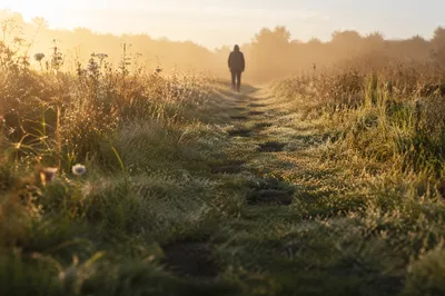 Footsteps of Obedience Through Dawn Meadow