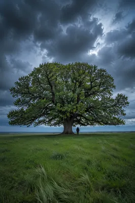 Refuge Beneath Great Oak in Storm