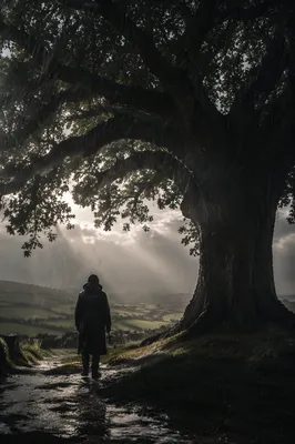 Refuge Beneath Ancient Oak in Storm