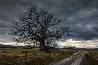 Refuge Beneath Great Oak in Storm