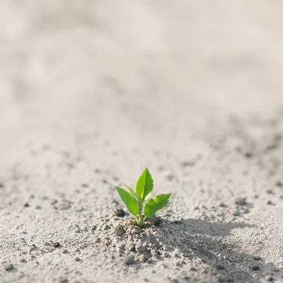 Green Shoot Rising From Ashes
