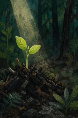 Green Shoot Rising From Ashes