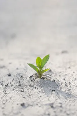 Green Shoot Rising From Ashes