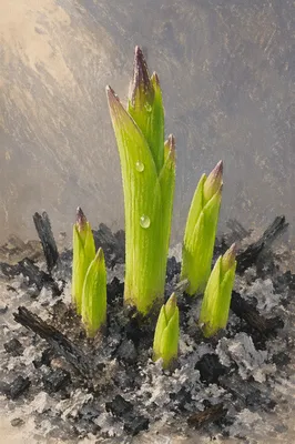 Green Shoots Rising From Ashes