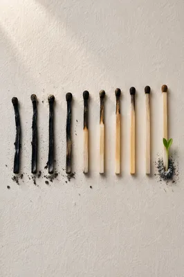 Green Shoot Rising From Charred Ashes
