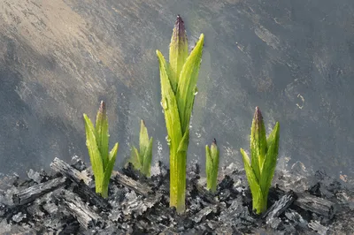 Green Shoots Rising From Ashes