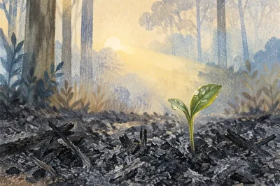 Green Shoot Rising from Ashes at Dawn