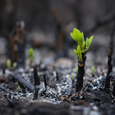 Fresh Green Shoot Rising From Ashes
