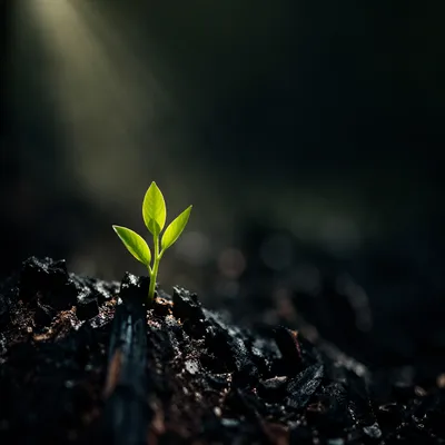 Green Shoot Rising from Ashes