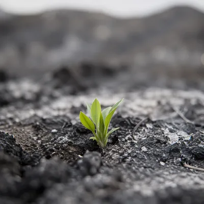 Fresh Green Shoot Rising From Ashes