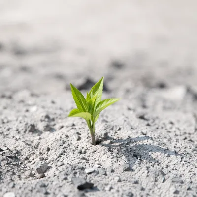 Green Shoot Rising from Ashes