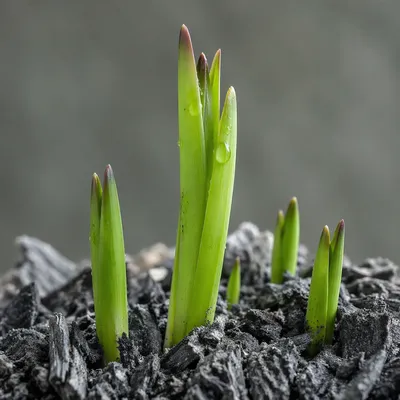 Fresh Green Shoots Rising From Ashes