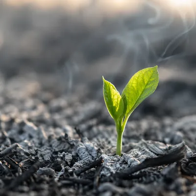 Green Shoot Emerging from Gray Ashes