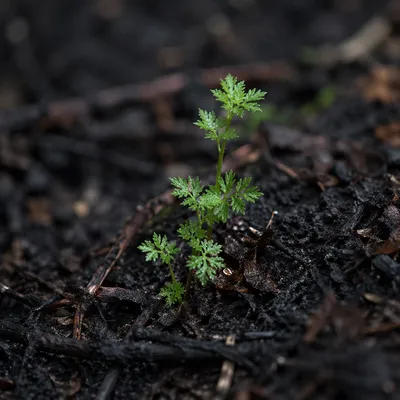 Green Shoot Rising From Ashes