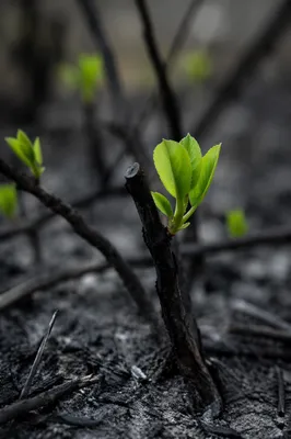 Green Shoot Rising From Ashes