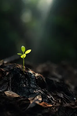 Green Shoot Rising From Ashes