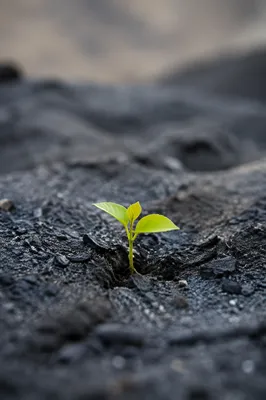Fresh Green Shoot Rising From Ashes