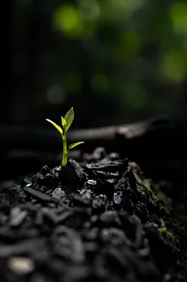 Green Shoot Rising From Forest Ashes