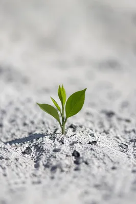 Green Shoot Rising From Ashes