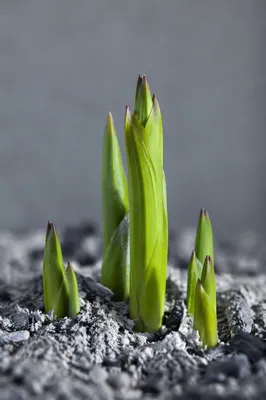 Fresh Green Shoots Rising from Ashes