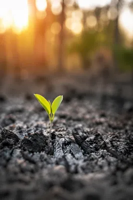 Green Shoot Rising From Ashes