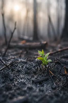Fresh Green Shoot Rising From Ashes