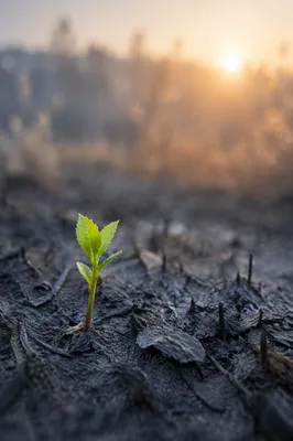Fresh Green Shoot Rising from Ashes