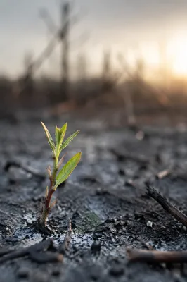 Fresh Green Shoot Rising from Ashes