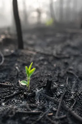 Green Shoot Rising from Ashes