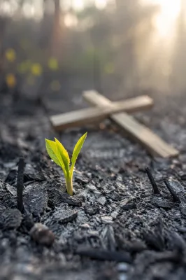 Green Shoot Rising from Ashes