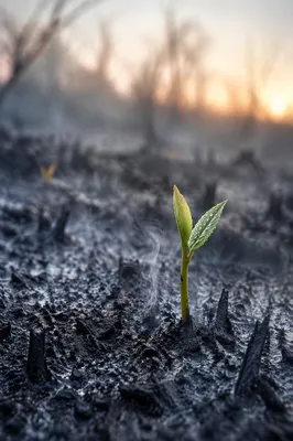 Fresh Green Shoot in Gray Ashes