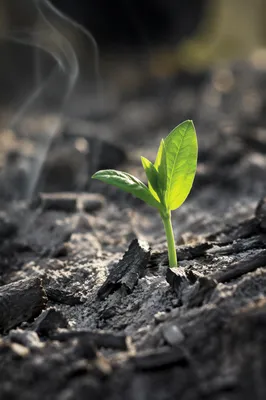 Green Shoot Emerging from Gray Ashes