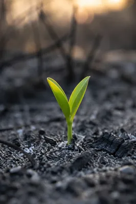 Green Shoot Rising From Ashes
