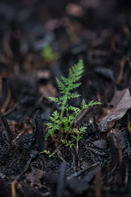 Fresh Green Shoot Rising From Ashes
