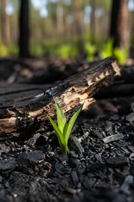 Fresh Green Shoot Rising From Ashes