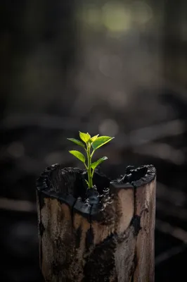 Green Shoot Rising From Charred Stump